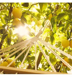 Replica Under the Lemon Trees - Eau de Toilette 